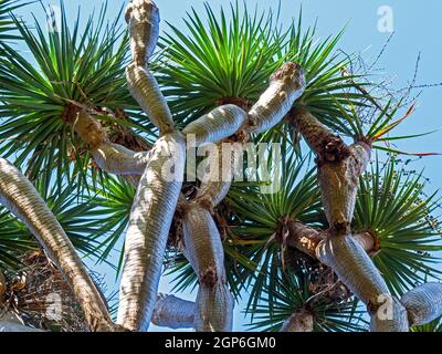 Vue à travers les branches d'un dragon des îles Canaries, Dracaena draco, avec un fond bleu ciel Banque D'Images