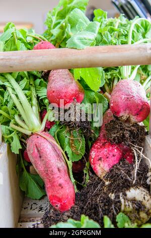 Grands radis dans un panier après avoir été récoltés dans un potager. Banque D'Images