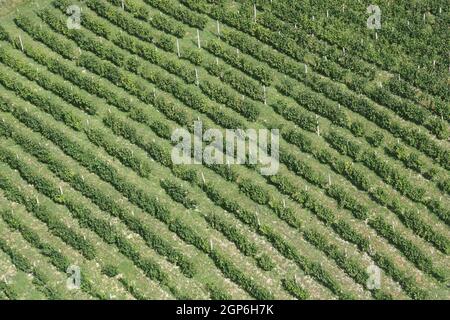 Des rangées vertes de vigne sous le soleil dans la région viticole de Plesivica, en Croatie Banque D'Images