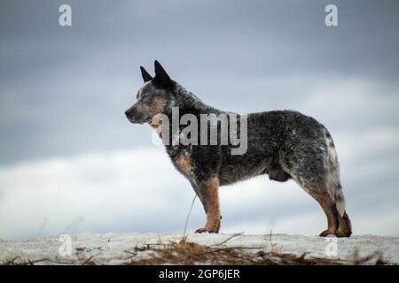 Grand chien gris et rouge et blanc de guérisseur australien debout sur une colline Banque D'Images