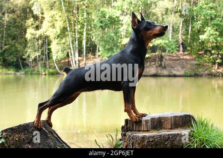 Un chien brun noir et rouge obéissant et entraîné de la race miniature Pinscher repose sur deux souches, sur une patte avant, sur la deuxième à l'arrière. Banque D'Images