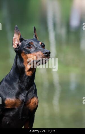 Portrait d'un chien miniature noir et rouge brun clair race sur un fond naturel verdâtre Banque D'Images