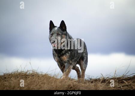 Grand chien gris et rouge et blanc de guérisseur australien debout sur une colline Banque D'Images