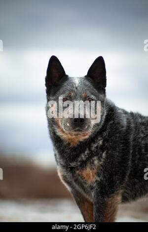 Portrait d'un gris avec rouge en gros points blancs Chien race Australian Healer sur un beige et bleu naturel arrière-plan Banque D'Images