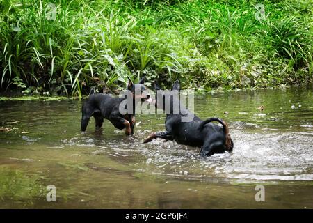 Deux chiens zwergpinscher noirs et rouges courent dans la crique et montrent leur langue, se taquiner, et se mettent en colère Banque D'Images