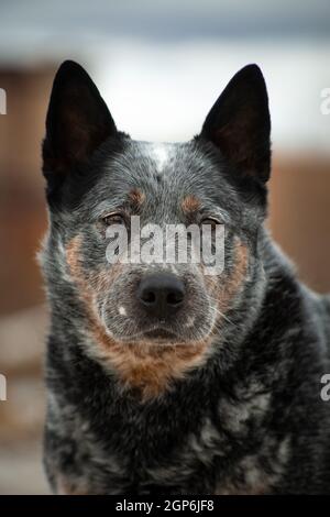 Portrait d'un gris avec rouge en gros points blancs Chien race Australian Healer sur un beige et bleu naturel arrière-plan Banque D'Images