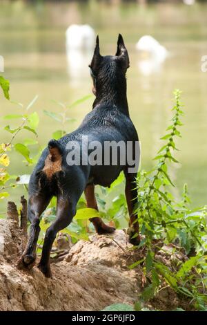 Un petit chien de pin noir et rouge Havane se tient dessus la rive d'un étang dans l'herbe avec ses revenez nous chercher quelque chose Banque D'Images