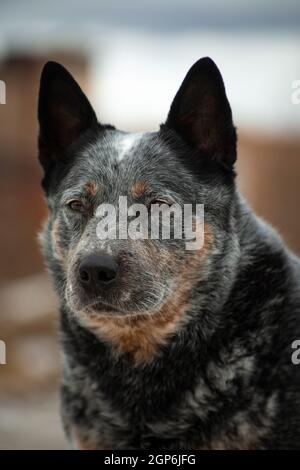 Portrait d'un gris avec rouge en gros points blancs Chien race Australian Healer sur un beige et bleu naturel arrière-plan Banque D'Images