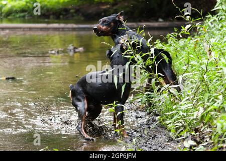 Deux petits chiens pinscher noirs et rouges bruns sautent sur la rive d'un ruisseau et d'une querelle, jure Banque D'Images