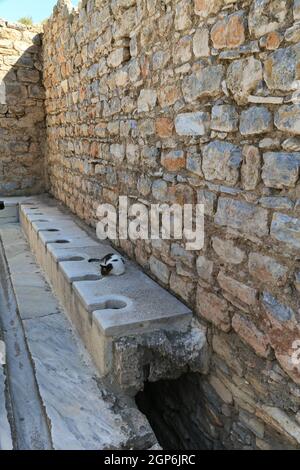 Un chat est posé à côté d'un trou de toilette à la Rimska Latrina (toilettes publiques romaines) sur la rue Curetes, Ephèse, Turquie. Son nez est à côté du trou. Banque D'Images