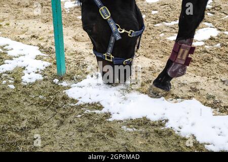 Le cheval marchait autour du stade. Praticable à cheval. Banque D'Images