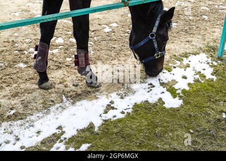 Le cheval marchait autour du stade. Praticable à cheval. Banque D'Images