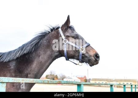 Le cheval marchait autour du stade. Praticable à cheval. Banque D'Images