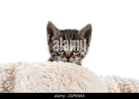 Joli petit chat gris sur fond blanc Banque D'Images