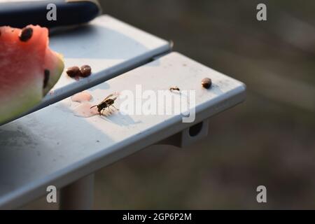 Gros plan d'une abeille buvant du jus de pastèque sur un banc bleu Banque D'Images