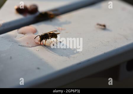 Gros plan d'une abeille buvant du jus de pastèque sur un banc bleu Banque D'Images