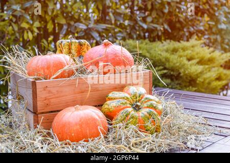 Petits citrouilles sur une boîte en bois pleine de foin sur une table en bois dans une cour. Décorations d'Halloween et de Thanksgiving. Copier l'espace. Banque D'Images