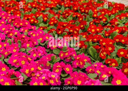 Fleurs de primula croissant en pots en serre Banque D'Images