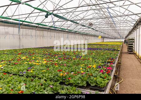 De nombreux pots de fleurs de primrosiers fleurirent au printemps pour la vente dans la serre Banque D'Images