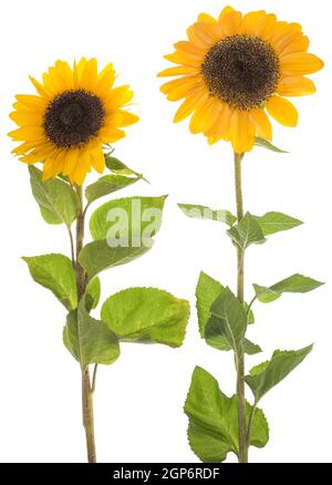 Tournesols sur fond blanc, studio tourné, Allemagne Banque D'Images