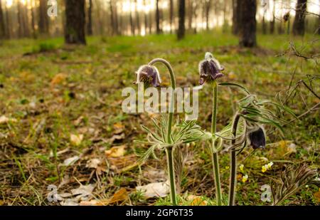 Anemone de prairie fraîche, petite fleur de pasque avec une tasse de violet foncé comme une fleur, des pistils jaunes et une tige de cheveux poussant dans la prairie le printemps ensoleillé jour, Banque D'Images