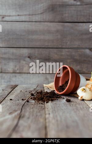 Pot en céramique renversé avec le sol sur une vieille table en bois gris, des bulbes de tulipe. Photo de haute qualité Banque D'Images