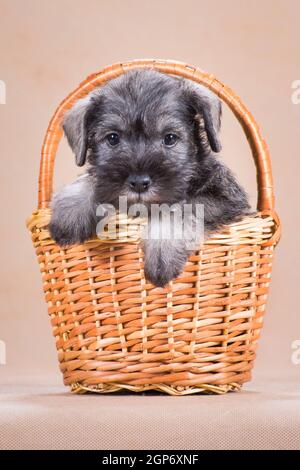 Un petit poivre de couleur et sel, un petit chiot schnauzer assis dans un panier en osier sur un fond beige, à l'intérieur, dans le studio Banque D'Images