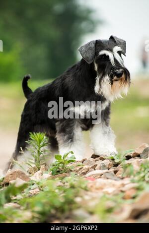 Adorable chien de race schnauzer miniature debout sur des pierres sèches buissons en été à l'extérieur Banque D'Images