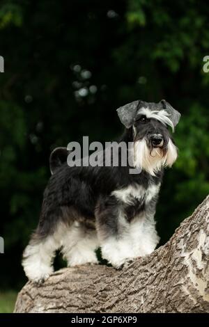 Adorable chien gris et blanc de race miniature schnauzer debout sur un tronc d'arbre en été Banque D'Images