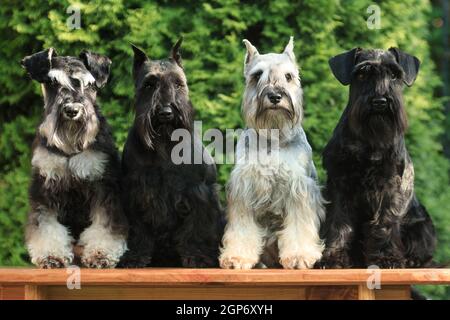 Quatre chiens schnauzer miniatures sont assis à côté d'un banc l'été dans un chalet d'été à l'extérieur contre une verdure Banque D'Images
