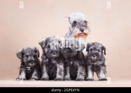 Une famille de chiens schnauzer miniatures, des chiots avec une mère, du poivre et du sel, s'assoient sur un fond beige, à l'intérieur, dans le studio Banque D'Images