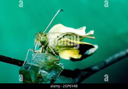 Pieris rapae - petit papillon de chou blanc émergeant des chrysalides Banque D'Images