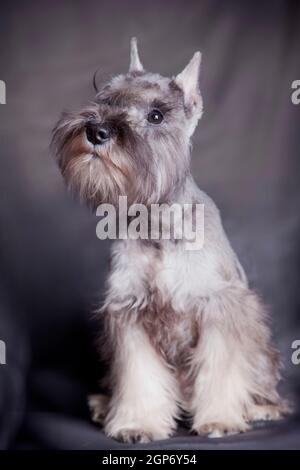 Chien miniature schnauzer couleur 'poivre et sel', assis sur un fond gris à l'intérieur dans le studio Banque D'Images