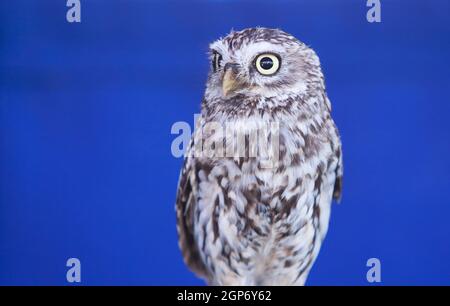 Le petit hibou, Athene noctua, également connu sous le nom de hibou de Minerva. Isolé sur fond bleu Banque D'Images