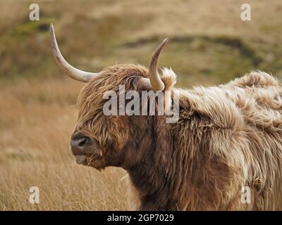 Highland Cow avec cornes retournées caractéristiques, Doubly dun Shaggy pelage et long frange (dossan) sur la lande de montagne dorée à Cumbria, Angleterre, Royaume-Uni Banque D'Images