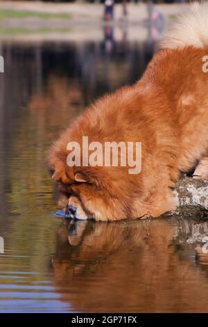 Un grand chien à poil rouge et à poil dur de la race Chow Chow Chow, mouille son visage dans l'eau pour le boire d'un étang Banque D'Images