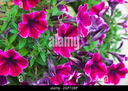 Fleurs pétunia rouge violet, gros plan avec mise au point douce sélective Banque D'Images
