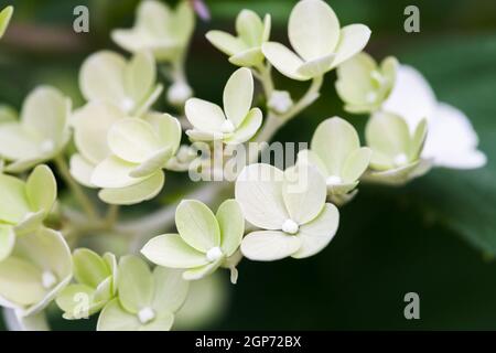 Hydrangea en fleur, fleurs vert clair sur fond flou, macro photo avec mise au point sélective Banque D'Images