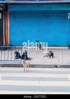 Chiens errants dans une rue de la ville de Nuwara Eliya, Sri Lanka Banque D'Images