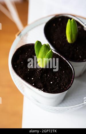 Des bulbes de jacinthe transplantés dans de nouveaux pots, de petites gouttes d'eau après l'irrigation, gros plan Banque D'Images