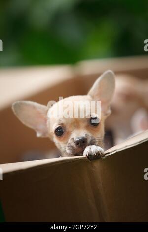 Un petit chien chihuahua blanc et beige se trouve dans une boîte en carton et en regarde. Banque D'Images