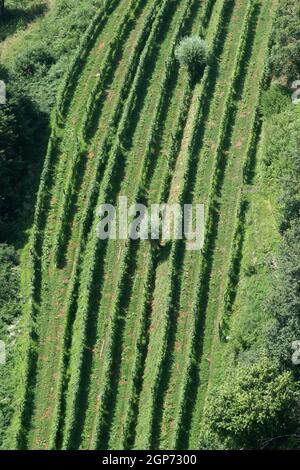 Des rangées vertes de vigne sous le soleil dans la région viticole de Plesivica, en Croatie Banque D'Images