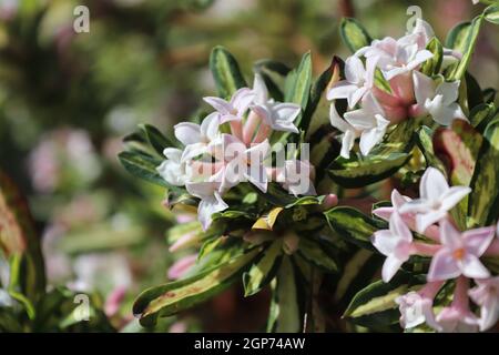 Des grappes de daphne burkwoodii fleurissent en pleine floraison. Banque D'Images