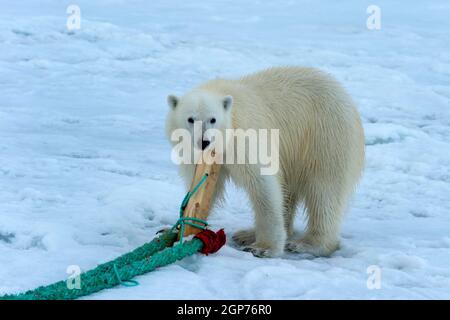 Ours polaire (Ursus maritimus) inspectant et mâchant le mât du navire d'expédition, Archipel du Svalbard, Norvège Banque D'Images