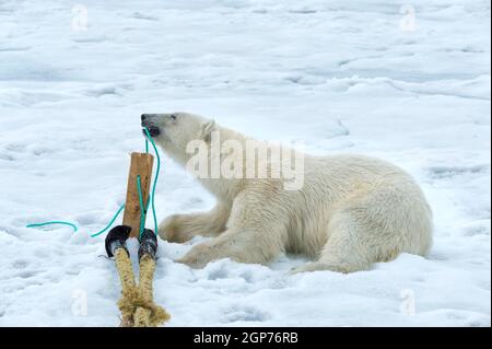 Ours polaire (Ursus maritimus) inspectant et mâchant le mât du navire d'expédition, Archipel du Svalbard, Norvège Banque D'Images