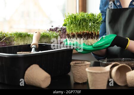 Femme tenant des micro-verts avec des racines et du sol dans ses mains près des outils de jardinage et des pousses différentes. Jardinage passe-temps à la maison concept. Banque D'Images