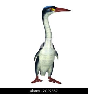 Hesperornis est un oiseau éteint ressemblant à un cormoran qui a vécu en Amérique du Nord et en Russie pendant la période du Crétacé. Banque D'Images