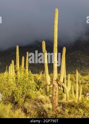 Paysage de cactus Saguaro, montagnes de Tortolita, Marana, près de Tucson, Arizona. Banque D'Images