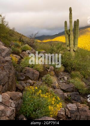 Paysage désertique, montagnes de Tortolita, Marana, près de Tucson, Arizona. Banque D'Images