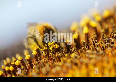 Abeille commune (Bombus pascuorum) sur le tournesol (Helianthus annuus), Rhénanie-du-Nord-Westphalie, Allemagne Banque D'Images